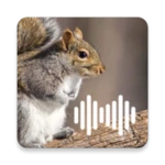 squirrel calls android application logo